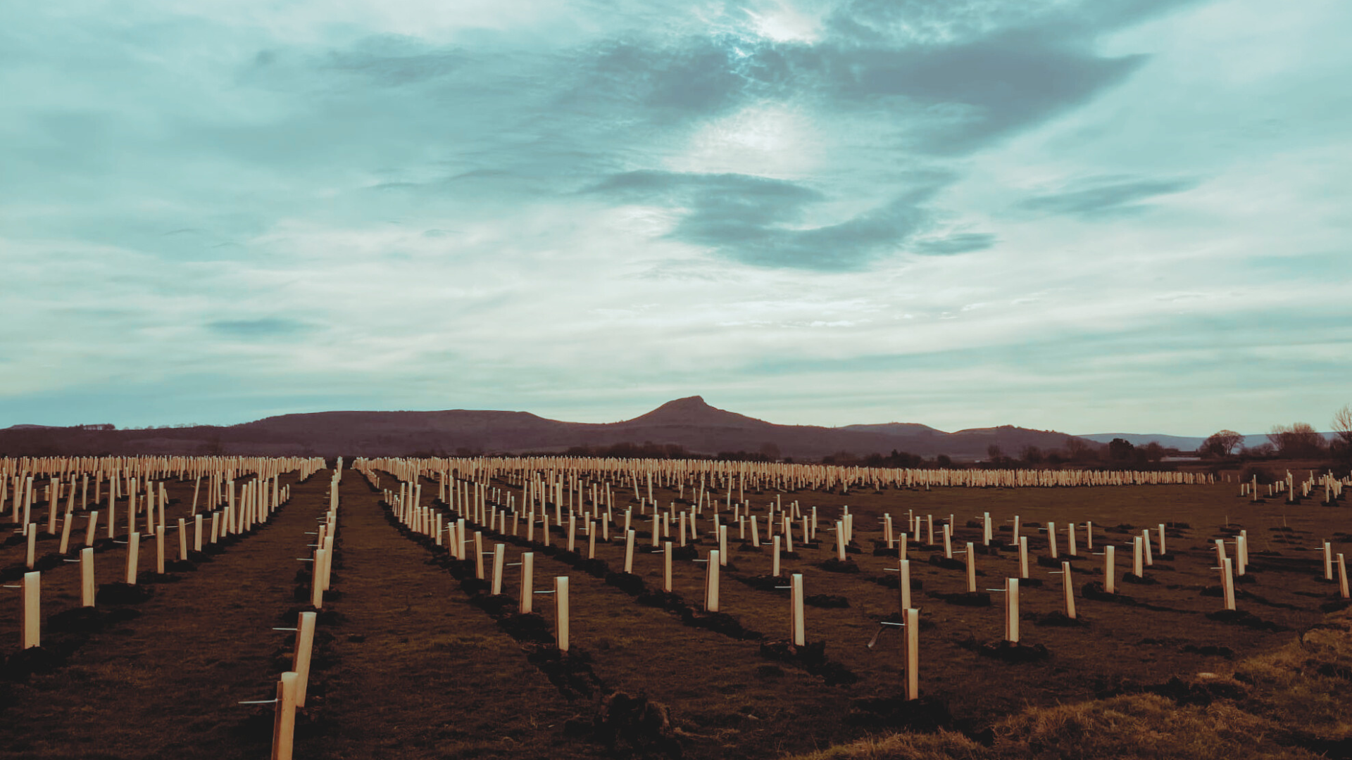 Freshly planted tree rows at Upsall with Roseberry Topping in the distance