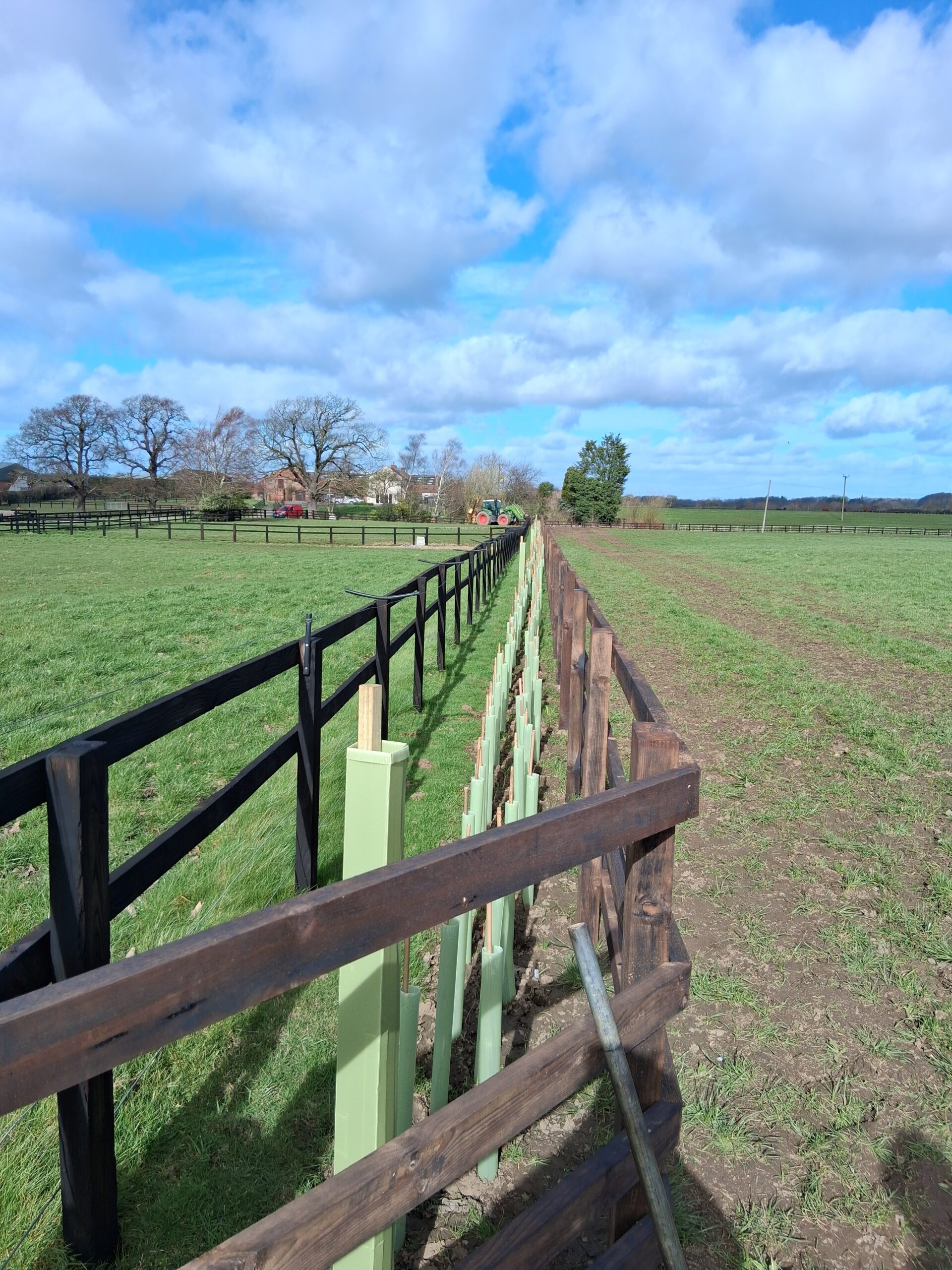 A new hedgerow of young trees in shelters planted alongside a timber fence