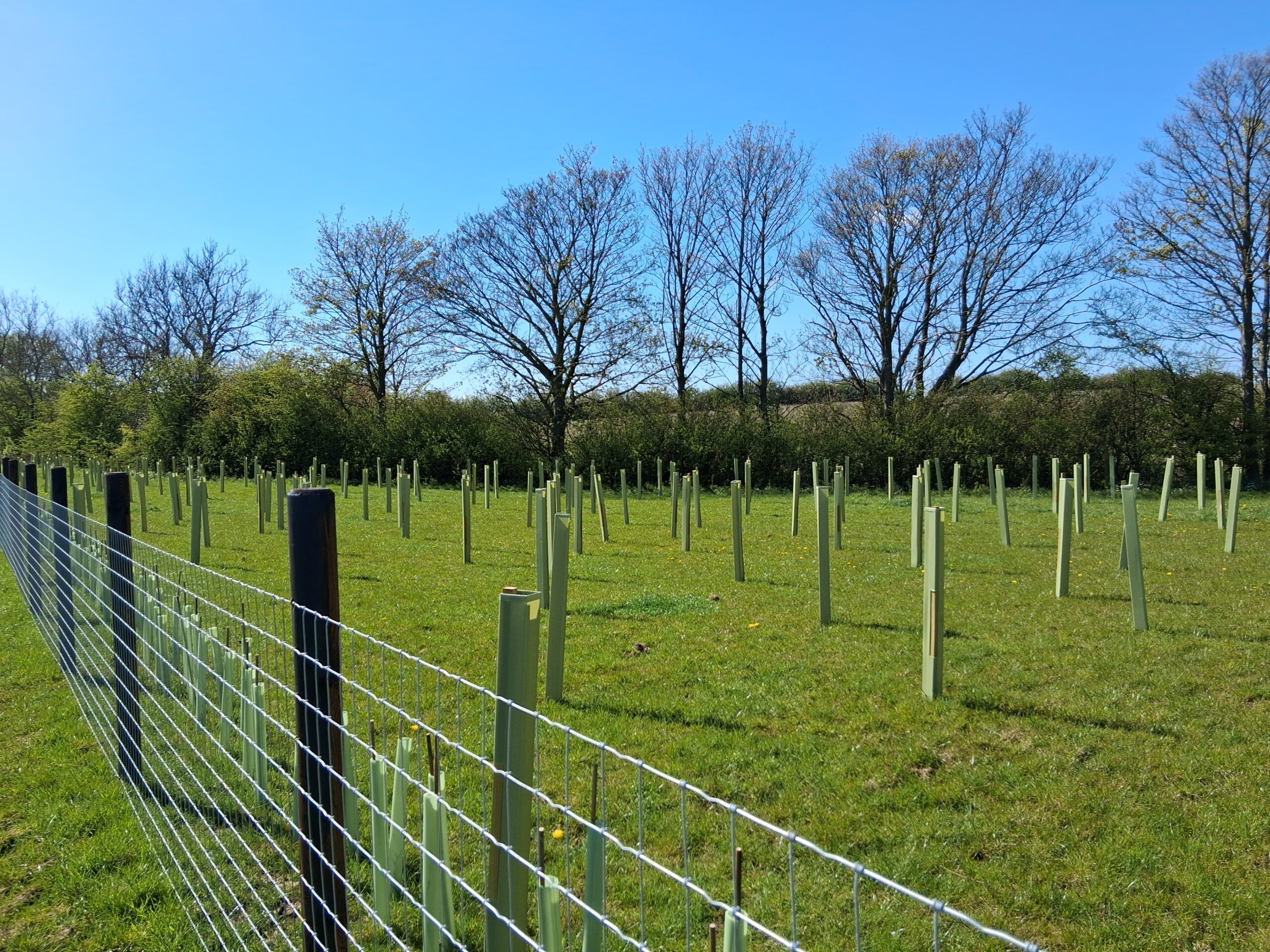 Rows of young trees in shelters in a new woodland on a sunny spring day