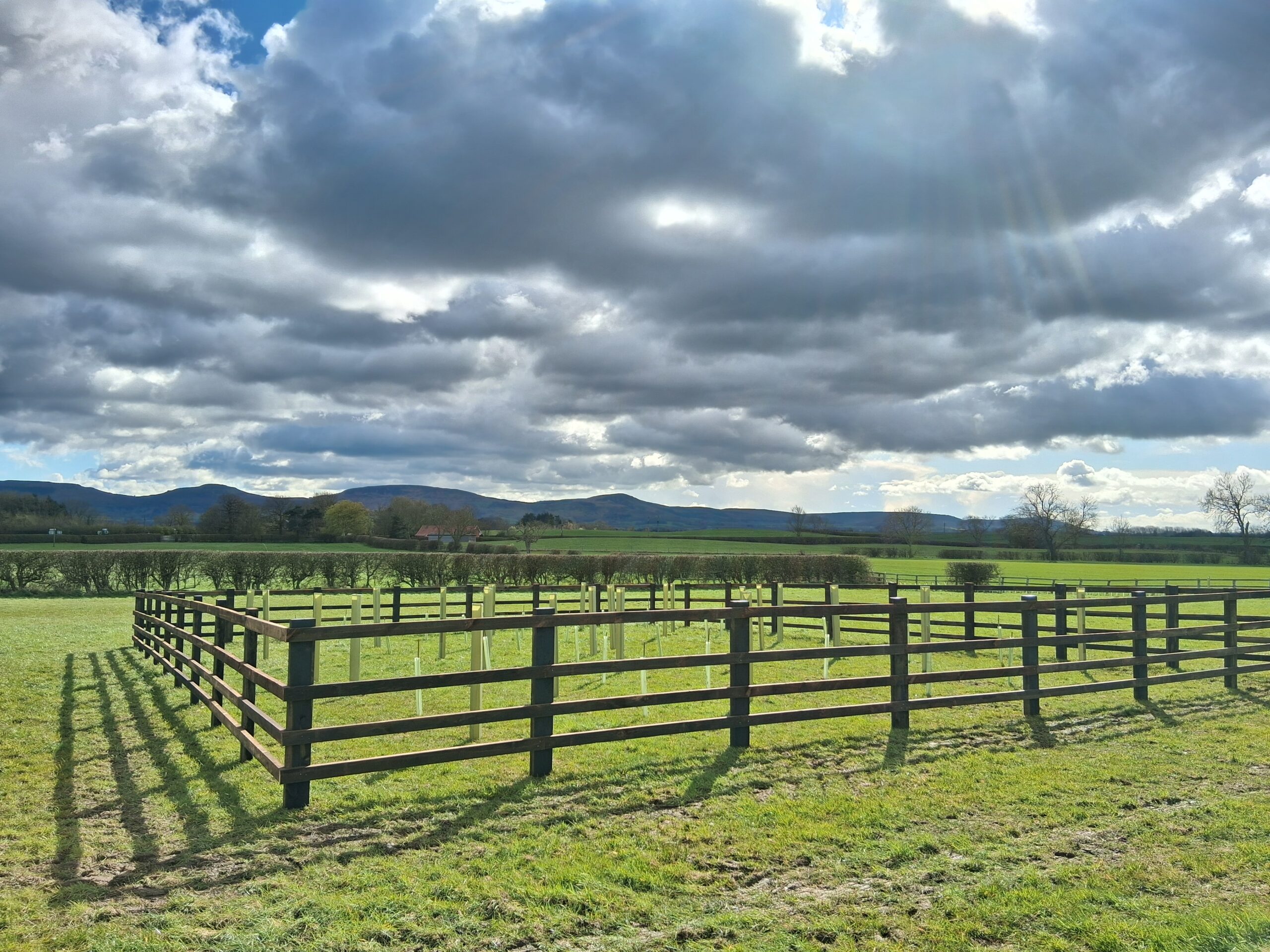 Newly fenced woodland planting with tree shelters beneath the Cleveland Hills
